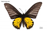 藏品(黃裳鳳蝶)的圖片